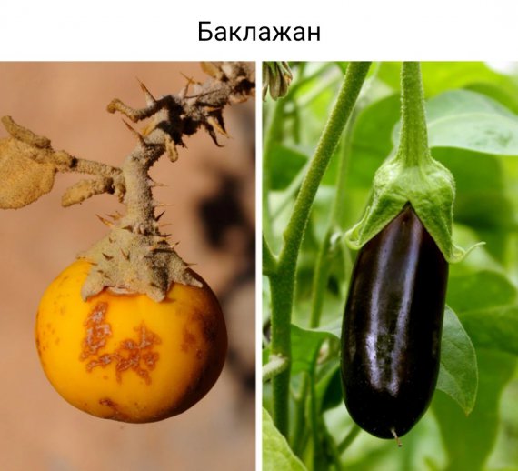 Овочі та фрукти мали раніше інший вигляд: якими були до селекції