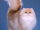 Персилдская кошка