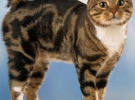 Менкс